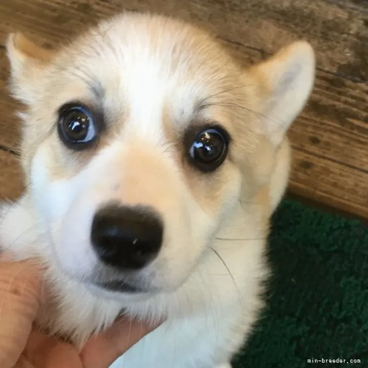 のん 様のお迎えした子犬