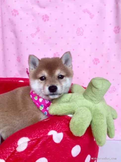 ID：2003-02029の子犬