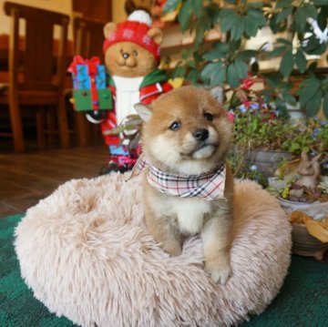 柴犬(豆柴)【熊本県・男の子・2023年11月23日・赤】の写真「両親ともに豆柴認定犬　　甘えん坊さんです(^^)/」