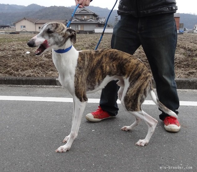 子犬 イタグレ