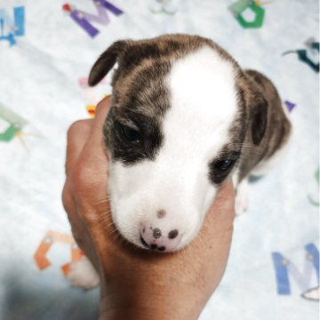 ウィペット【広島県・女の子・2025年10月19日・ブリンドル&ホワイト】の写真「元気な綺麗な子」