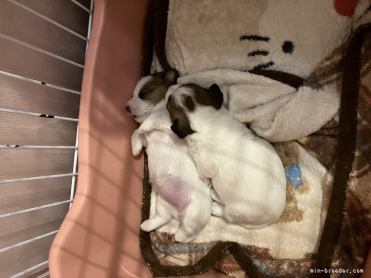 太田恵美ブリーダーのブログ：飼い主様募集について