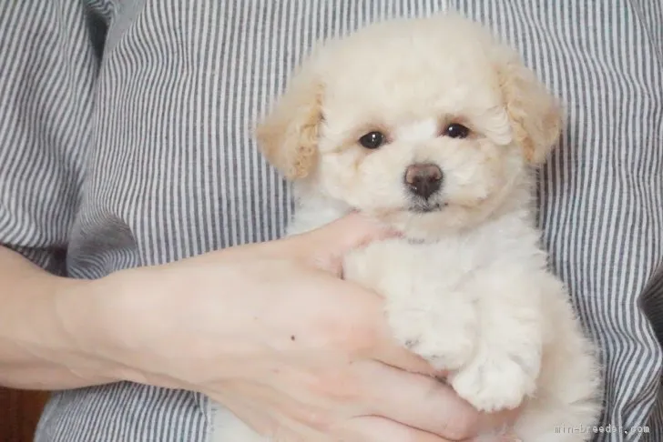 ID：1901-01031の子犬