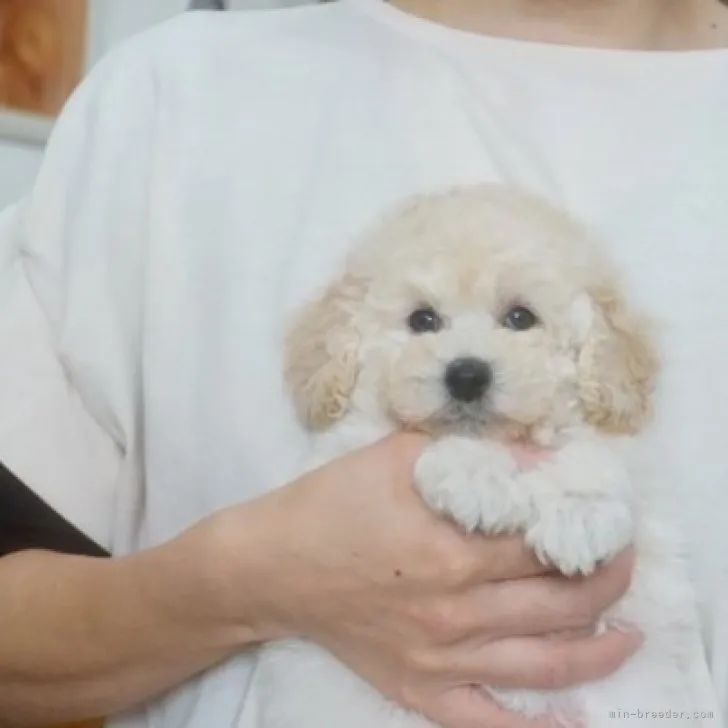 ID:2311-04681の子犬