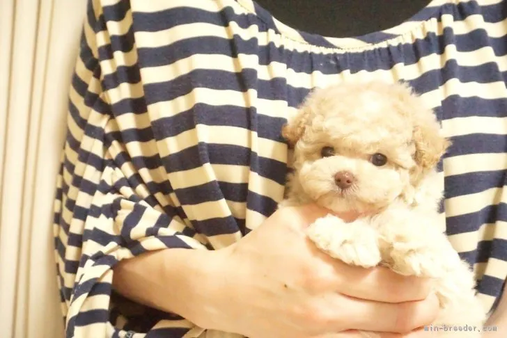 もにか 様のお迎えした子犬