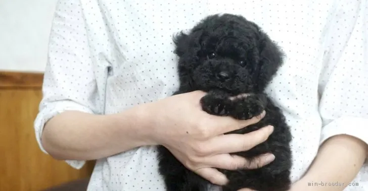 ID:2105-03287の子犬