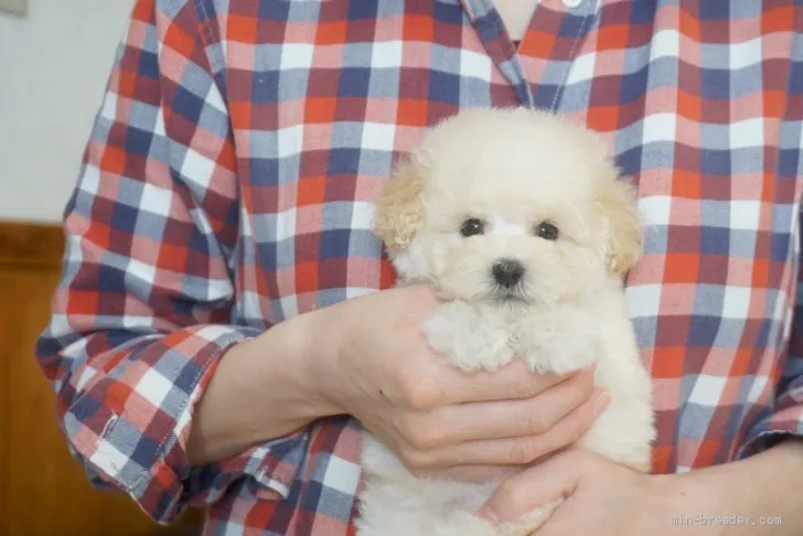 miho 様のお迎えした子犬