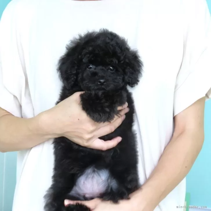 ID:2410-04547の子犬