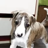 ウィペット