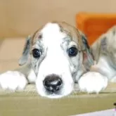 ウィペット
