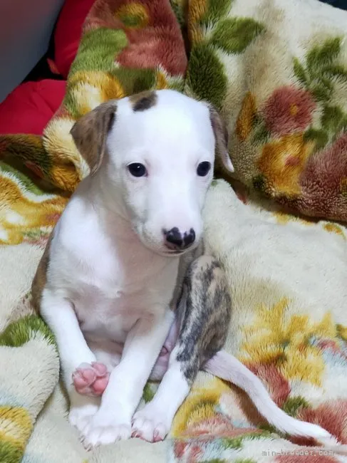 ID:2201-00158の子犬