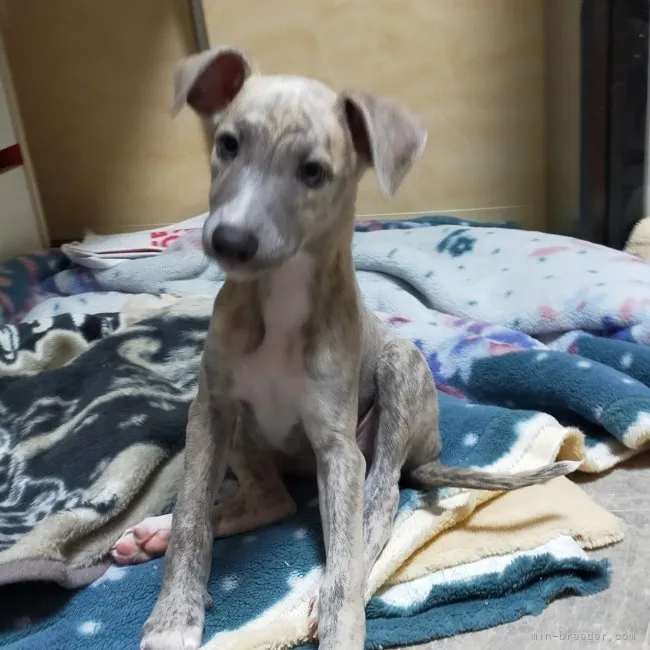 ID:2210-03229の子犬