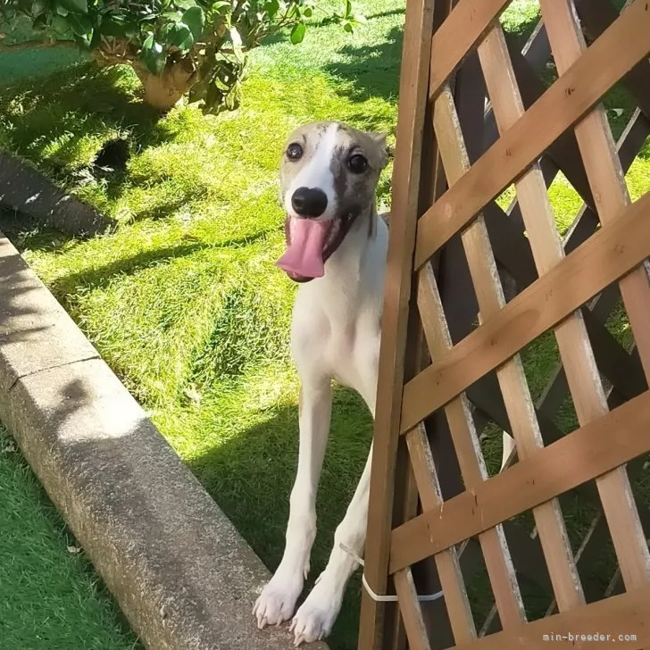 ID:2305-01153の子犬