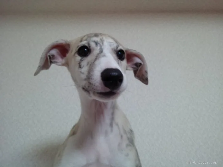 ID:1912-02333の子犬