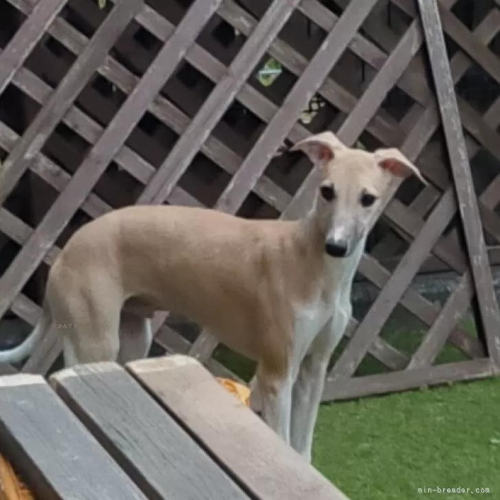 ID:2310-01945の子犬
