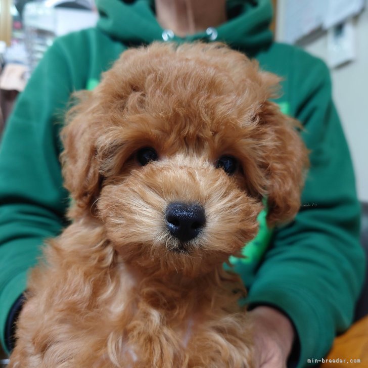 ブリーダー画像