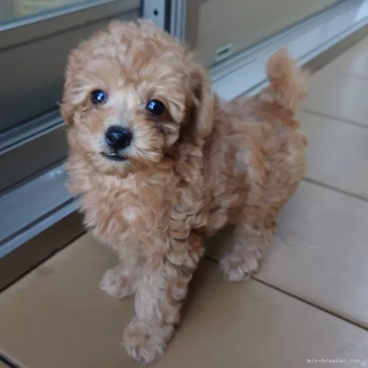 A.B 様のお迎えした子犬