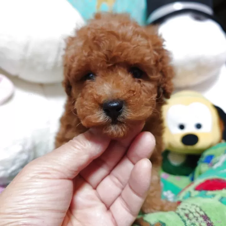 ID:2503-00110の子犬