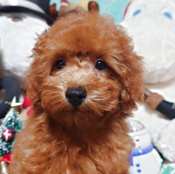 トイプードル(トイ)【福岡県・女の子・2025年9月1日・レッド】の写真「いつでも会いに来てね❤️両親遺伝子検査全てクリア」