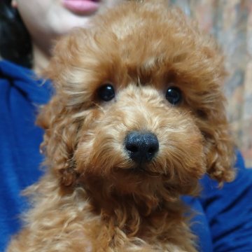 トイプードル(トイ)【福岡県・女の子・2025年9月1日・レッド】の写真「最高の癒しとかけがえのない喜びをあなたに贈ります」