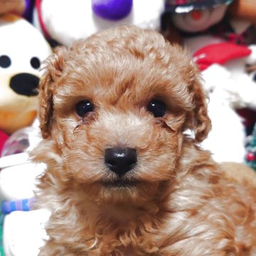 トイプードル(トイ)【福岡県・男の子・2025年11月1日・アプリコット】の写真「暮らしをワンランクアップ、特別なトイプーとの出会い」