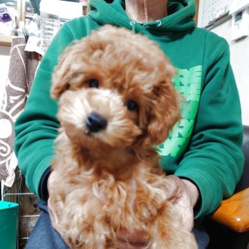 お見本です 振袖 トイプードル ヨーキー シーズー マルチーズ お見本です 振袖 トイプードル ヨーキー シーズー マルチーズ