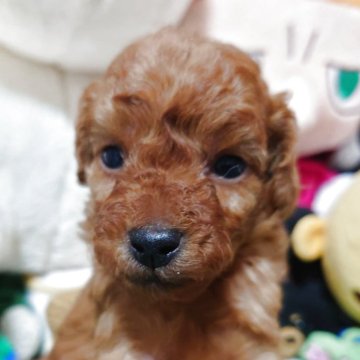 トイプードル(トイ)【福岡県・女の子・2025年4月4日・レッド】の写真「連休は僕に会いにきてね❤️とっても可愛くなったよぉ」
