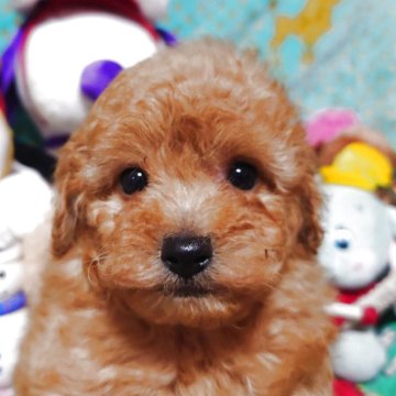 トイプードル(トイ)【福岡県・男の子・2025年11月1日・アプリコット】の写真「暮らしをワンランクアップ、特別なトイプーとの出会い」