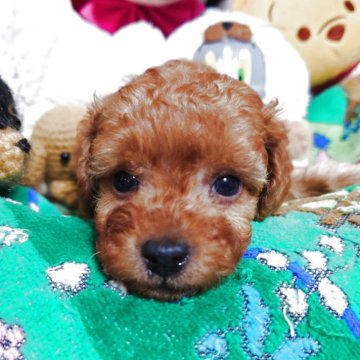 トイプードル(トイ)【福岡県・女の子・2025年4月4日・レッド】の写真「連休は僕に会いにきてね❤️とっても可愛くなったよぉ」