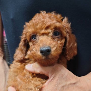 トイプードル(トイ)【福岡県・男の子・2025年6月24日・レッド】の写真「僕、おっとりしてるけど遊ぶ時は全力✨可愛いよ！」