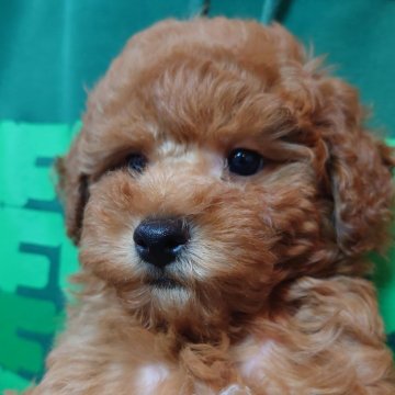 トイプードル(トイ)【福岡県・男の子・2025年10月9日・レッド】の写真「ぎゅっと抱きしめたい 最高のふわふわ感を持つトイプ」