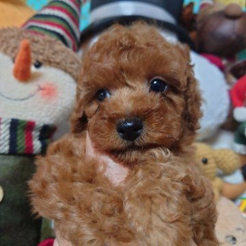 トイプードル(トイ)【福岡県・男の子・2025年10月9日・レッド】の写真「僕に会いに来てね！！両親遺伝子検査全てクリア」