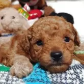 トイプードル(トイ)