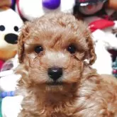 トイプードル(トイ)