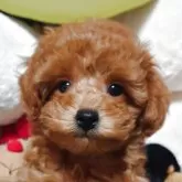 トイプードル(トイ)