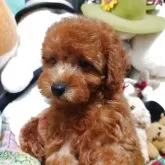 トイプードル(トイ)