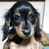 ミニチュアダックスフンド(ロング)