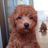 トイプードル(トイ)