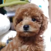 トイプードル(トイ)