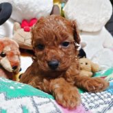 トイプードル(トイ)