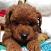 トイプードル(トイ)