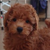 トイプードル(トイ)