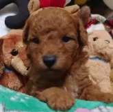 トイプードル(トイ)