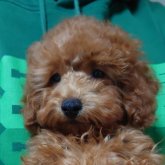 トイプードル(トイ)