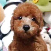 トイプードル(トイ)