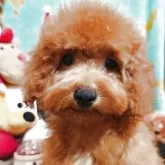 トイプードル(トイ)