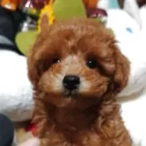 トイプードル(トイ)【福岡県・女の子・2025年9月1日・レッド】の写真2「シャンプーは気持ちいい」