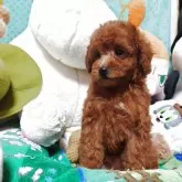 トイプードル(トイ)【福岡県・女の子・2025年3月18日・レッド】の写真2