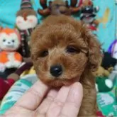 トイプードル(トイ)【福岡県・男の子・2024年10月26日・レッド】の写真2「僕は 胴体が短くて可愛いんだ。きっとパパの遺伝子が強いんだ。性格はおっとりタイプです。」