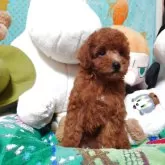 トイプードル(トイ)【福岡県・女の子・2025年3月18日・レッド】の写真3